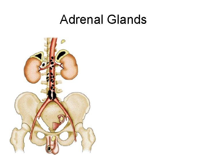 Adrenal Glands 