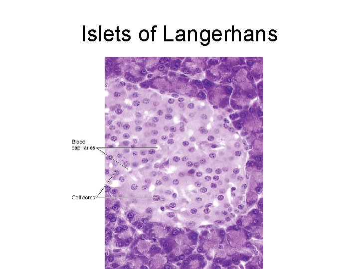 Islets of Langerhans 