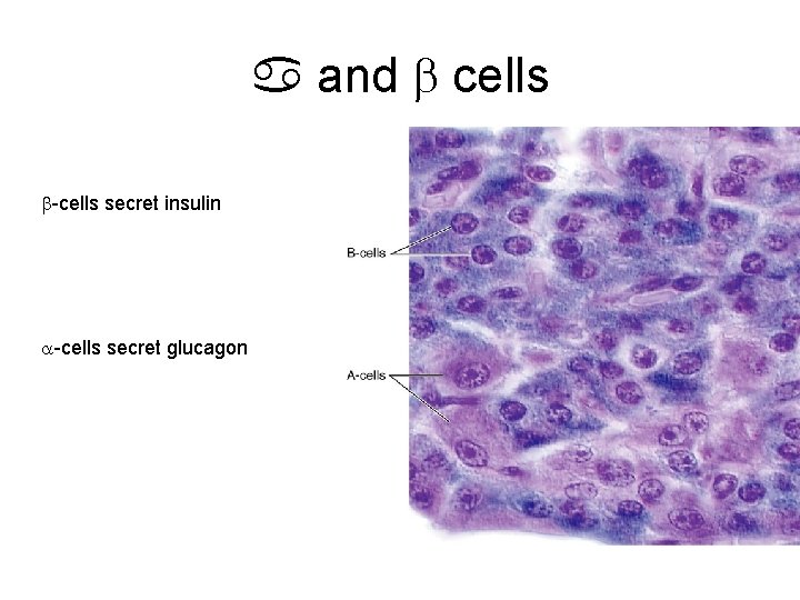 a and b cells b-cells secret insulin a-cells secret glucagon 