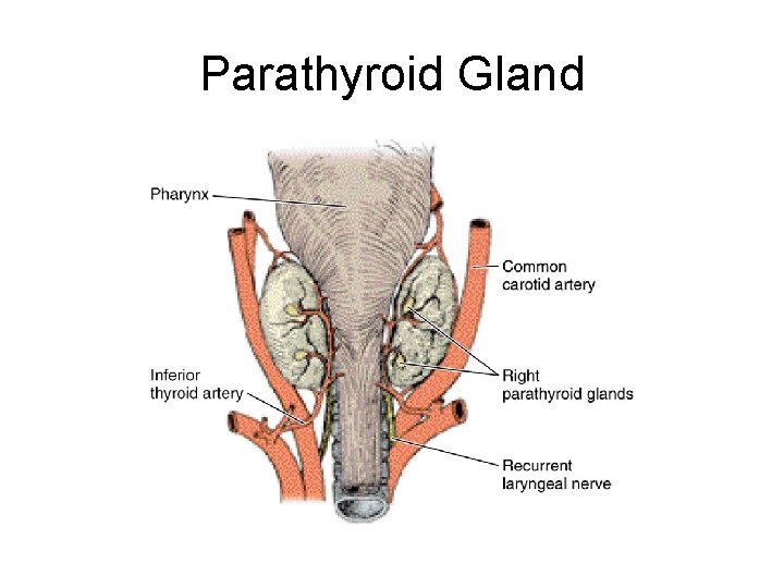 Parathyroid Gland 