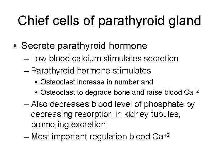 Chief cells of parathyroid gland • Secrete parathyroid hormone – Low blood calcium stimulates
