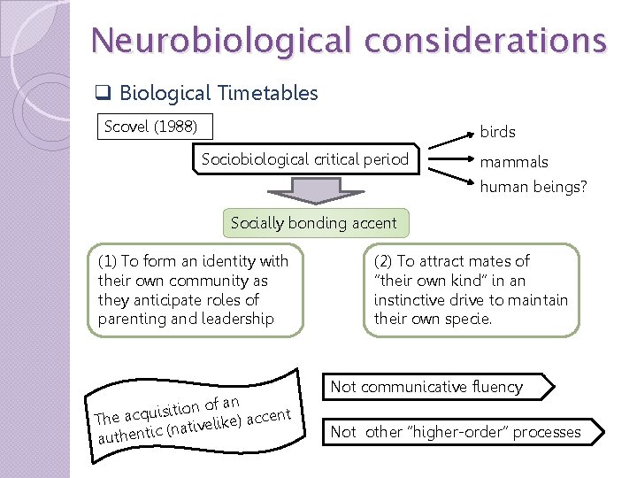 Neurobiological considerations q Biological Timetables Scovel (1988) birds Sociobiological critical period mammals human beings?