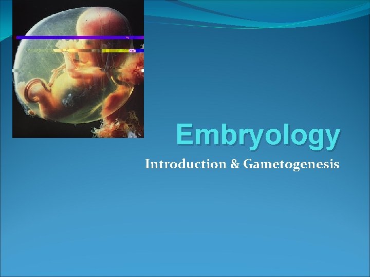 Embryology Introduction & Gametogenesis 