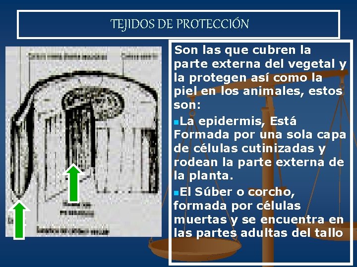 TEJIDOS DE PROTECCIÓN Son las que cubren la parte externa del vegetal y la