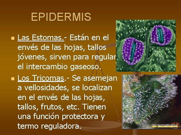 EPIDERMIS n n Las Estomas. - Están en el envés de las hojas, tallos