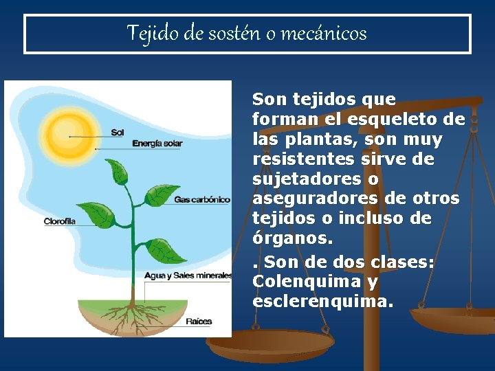 Tejido de sostén o mecánicos Son tejidos que forman el esqueleto de las plantas,