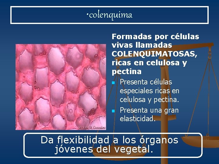  • colenquima Formadas por células vivas llamadas COLENQUIMATOSAS, ricas en celulosa y pectina