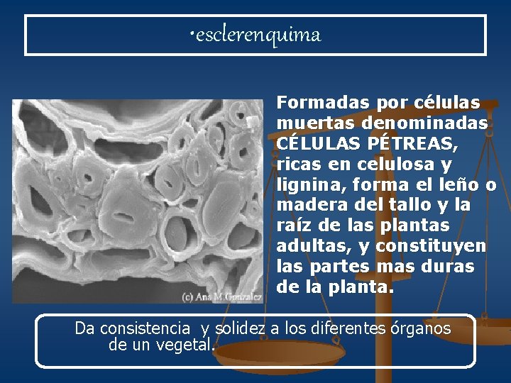  • esclerenquima Formadas por células muertas denominadas CÉLULAS PÉTREAS, ricas en celulosa y