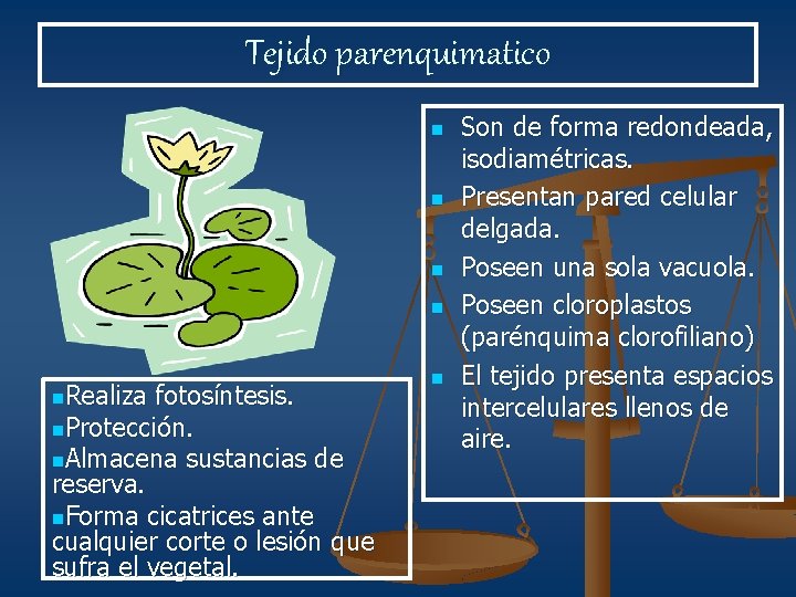 Tejido parenquimatico n n n. Realiza fotosíntesis. n. Protección. n. Almacena sustancias de reserva.