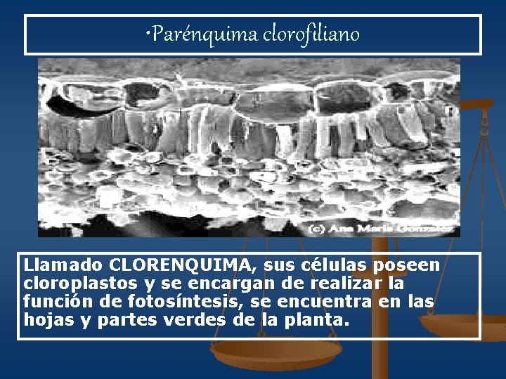  • Parénquima clorofiliano Llamado CLORENQUIMA, sus células poseen cloroplastos y se encargan de