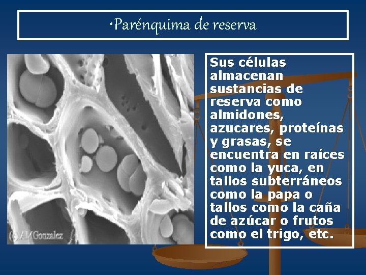  • Parénquima de reserva Sus células almacenan sustancias de reserva como almidones, azucares,