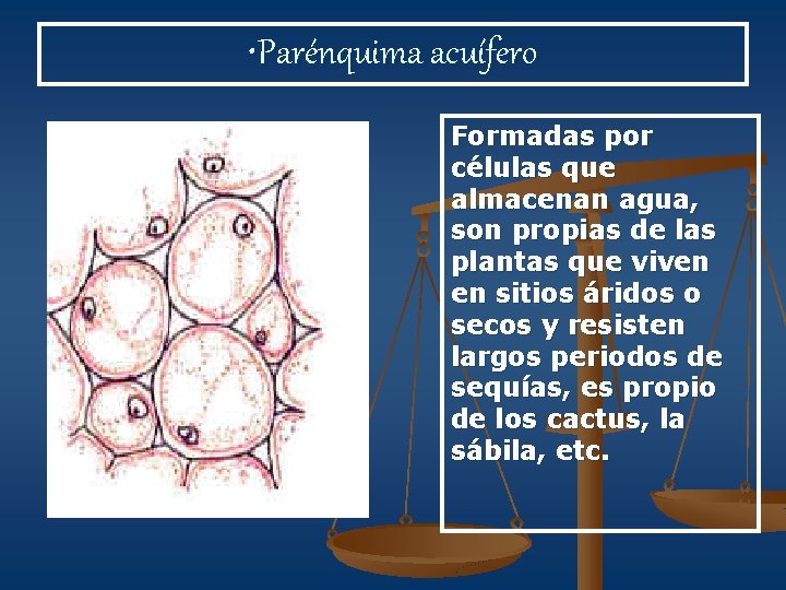  • Parénquima acuífero Formadas por células que almacenan agua, son propias de las