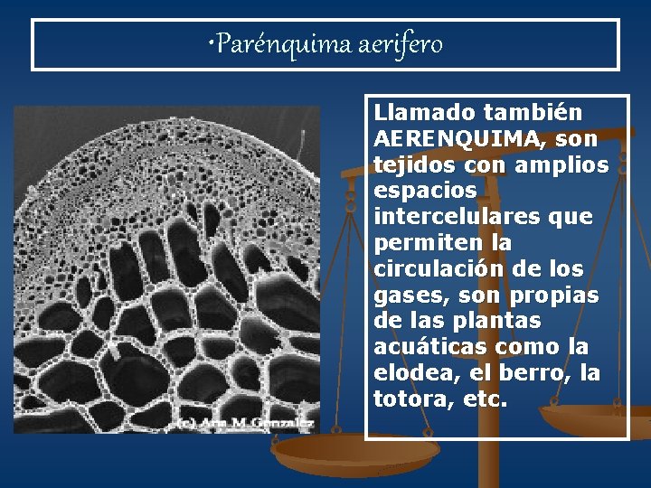  • Parénquima aerifero Llamado también AERENQUIMA, son tejidos con amplios espacios intercelulares que