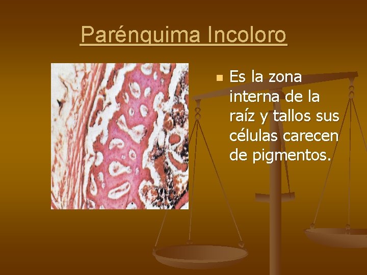 Parénquima Incoloro n Es la zona interna de la raíz y tallos sus células