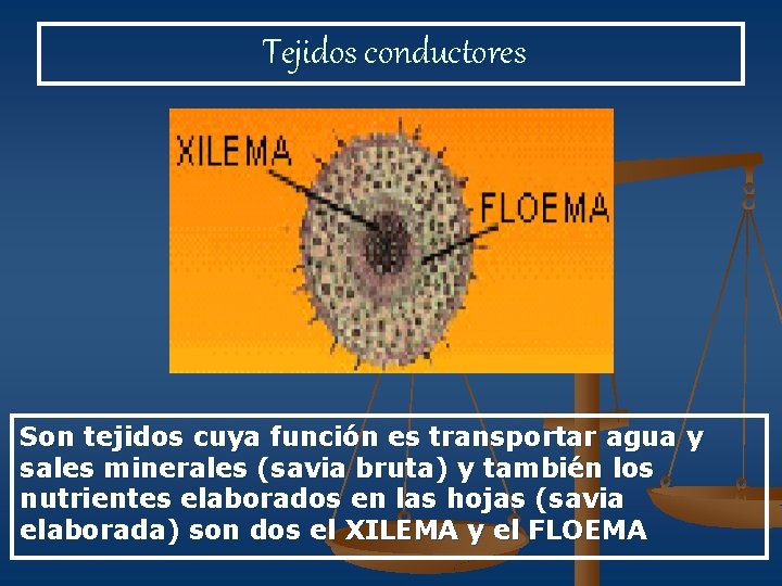 Tejidos conductores Son tejidos cuya función es transportar agua y sales minerales (savia bruta)