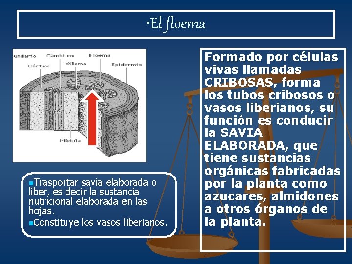  • El floema n. Trasportar savia elaborada o liber, es decir la sustancia