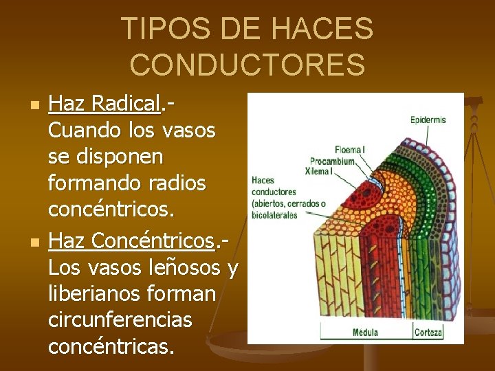 TIPOS DE HACES CONDUCTORES n n Haz Radical. - Cuando los vasos se disponen