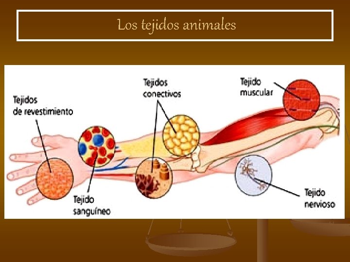 Los tejidos animales 