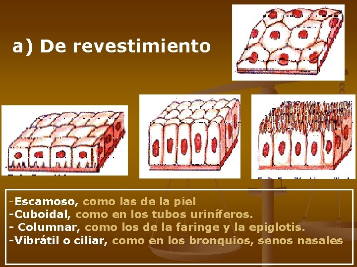 a) De revestimiento -Escamoso, como las de la piel -Cuboidal, como en los tubos