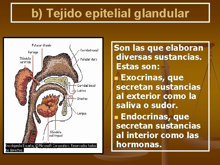b) Tejido epitelial glandular Son las que elaboran diversas sustancias. Estas son: n Exocrinas,