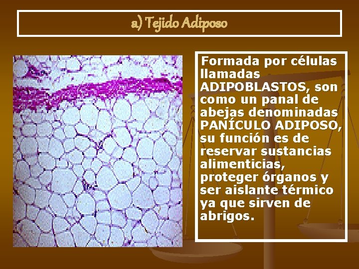 a) Tejido Adiposo Formada por células llamadas ADIPOBLASTOS, son como un panal de abejas