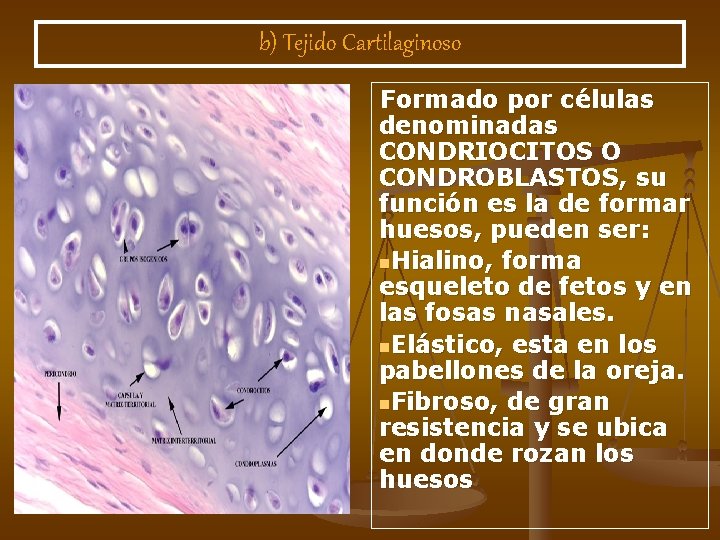 b) Tejido Cartilaginoso Formado por células denominadas CONDRIOCITOS O CONDROBLASTOS, su función es la