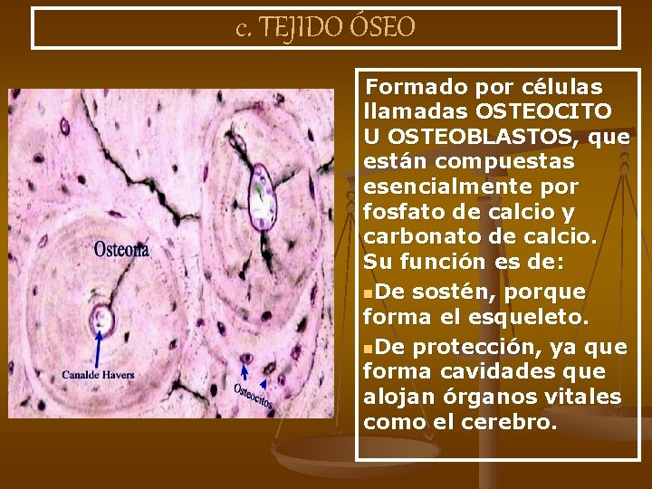 c. TEJIDO ÓSEO Formado por células llamadas OSTEOCITO U OSTEOBLASTOS, que están compuestas esencialmente