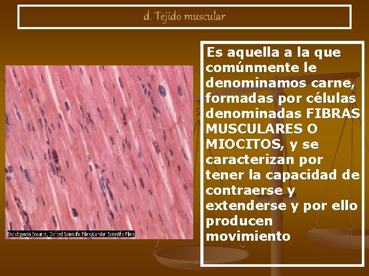 d. Tejido muscular Es aquella a la que comúnmente le denominamos carne, formadas por