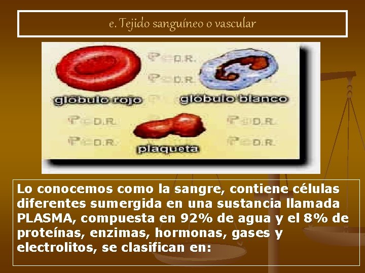 e. Tejido sanguíneo o vascular Lo conocemos como la sangre, contiene células diferentes sumergida