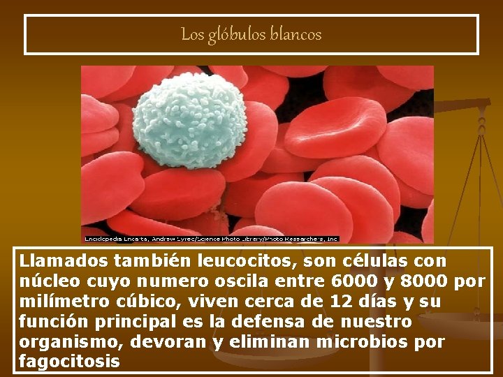 Los glóbulos blancos Llamados también leucocitos, son células con núcleo cuyo numero oscila entre