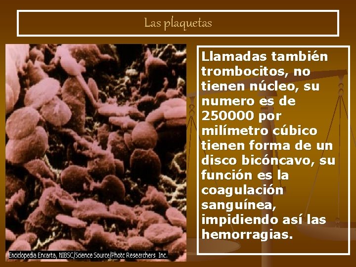 Las plaquetas Llamadas también trombocitos, no tienen núcleo, su numero es de 250000 por