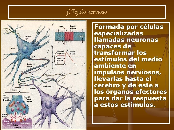 f. Tejido nervioso Formada por células especializadas llamadas neuronas capaces de transformar los estímulos