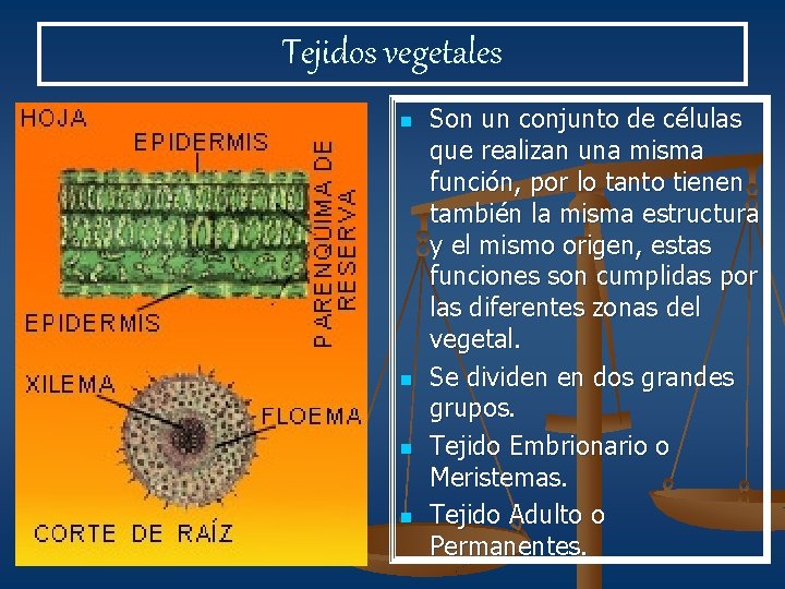 Tejidos vegetales n n Son un conjunto de células que realizan una misma función,