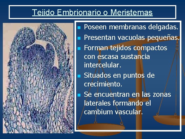 Tejido Embrionario o Meristemas n n n Poseen membranas delgadas. Presentan vacuolas pequeñas. Forman