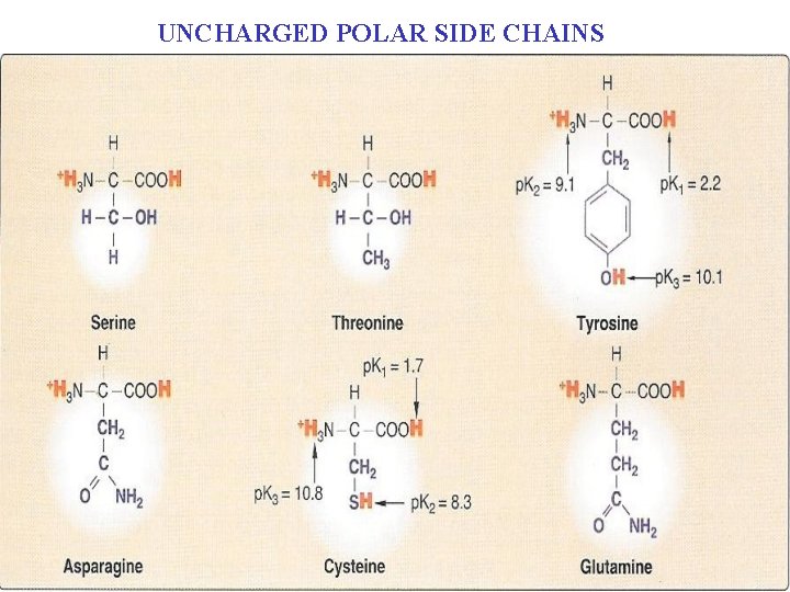 UNCHARGED POLAR SIDE CHAINS 