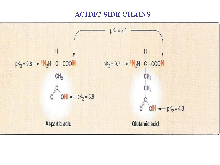 ACIDIC SIDE CHAINS 