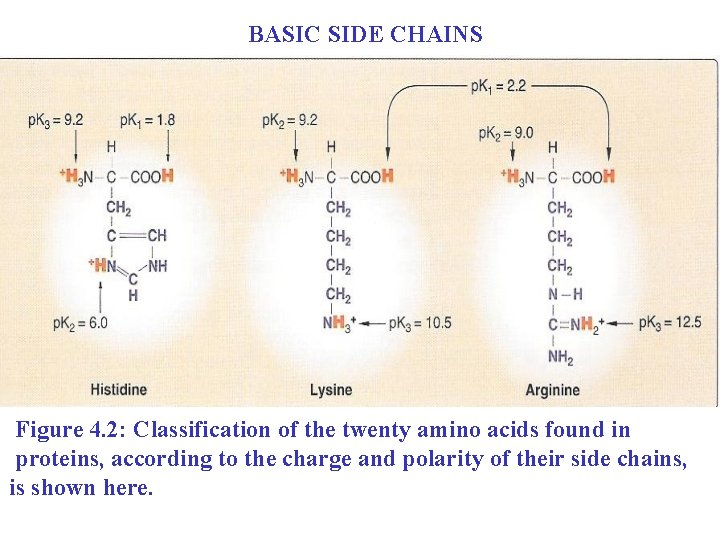 BASIC SIDE CHAINS Figure 4. 2: Classification of the twenty amino acids found in