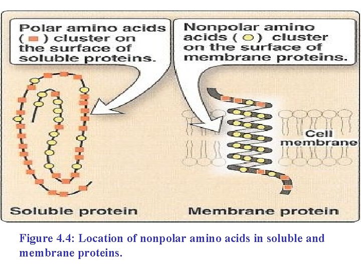 Figure 4. 4: Location of nonpolar amino acids in soluble and membrane proteins. 