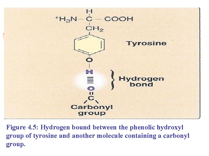 Figure 4. 5: Hydrogen bound between the phenolic hydroxyl group of tyrosine and another