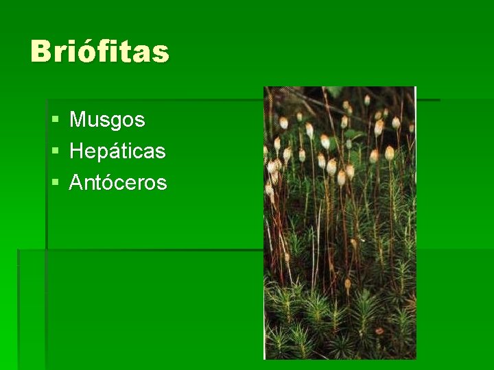 Briófitas § § § Musgos Hepáticas Antóceros 