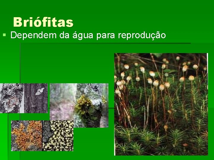 Briófitas § Dependem da água para reprodução 