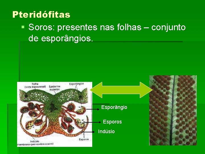 Pteridófitas § Soros: presentes nas folhas – conjunto de esporângios. Esporângio Esporos Indúsio 