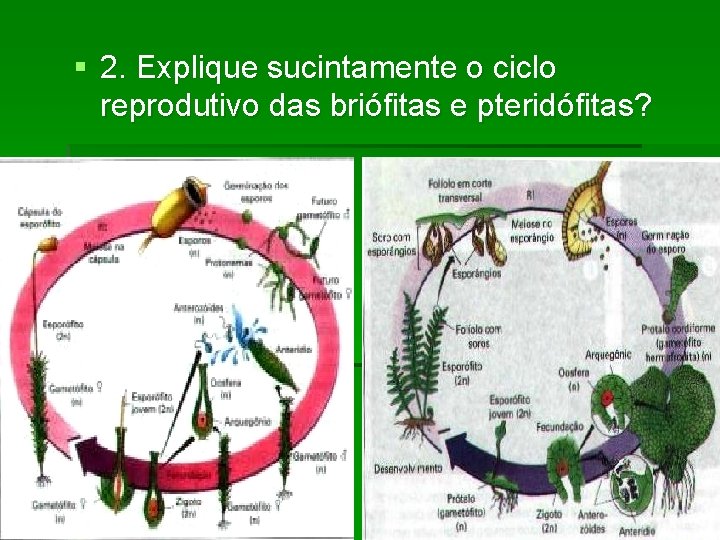 § 2. Explique sucintamente o ciclo reprodutivo das briófitas e pteridófitas? 