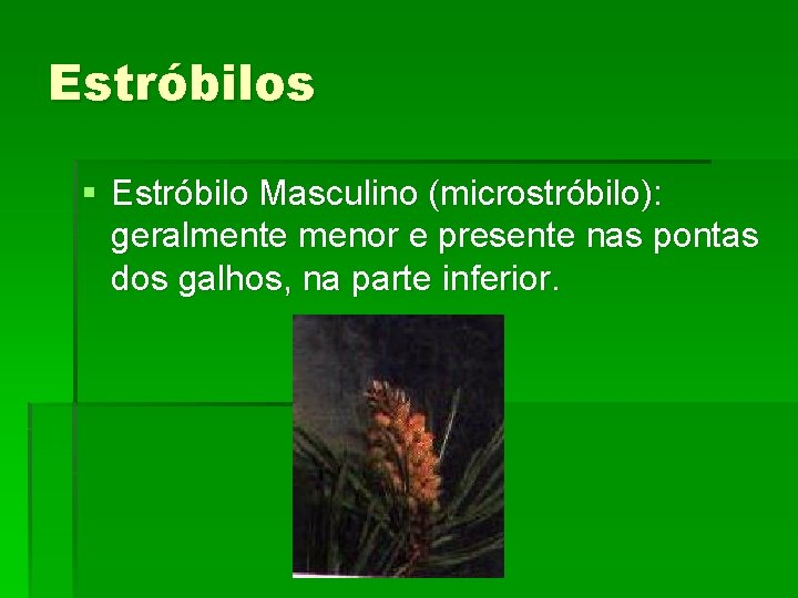 Estróbilos § Estróbilo Masculino (microstróbilo): geralmente menor e presente nas pontas dos galhos, na