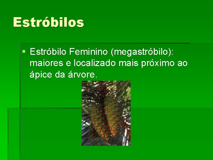 Estróbilos § Estróbilo Feminino (megastróbilo): maiores e localizado mais próximo ao ápice da árvore.