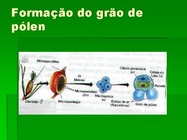 Formação do grão de pólen 