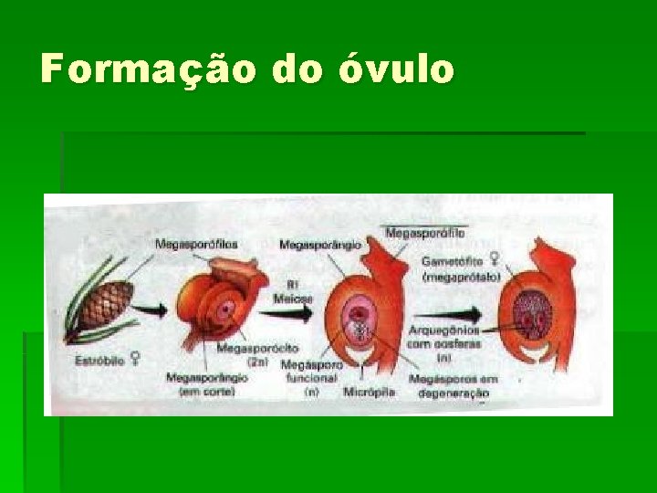 Formação do óvulo 