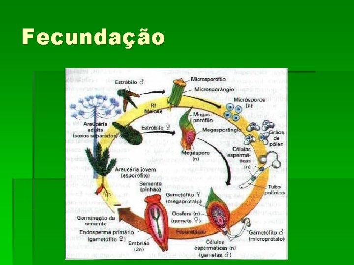 Fecundação 