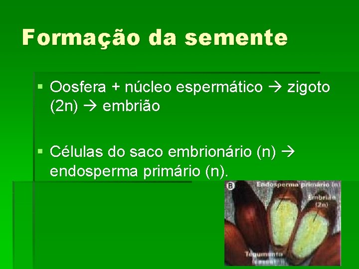 Formação da semente § Oosfera + núcleo espermático zigoto (2 n) embrião § Células