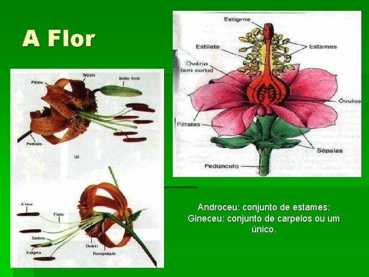 A Flor Androceu: conjunto de estames; Gineceu: conjunto de carpelos ou um único. 